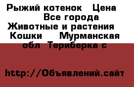 Рыжий котенок › Цена ­ 1 - Все города Животные и растения » Кошки   . Мурманская обл.,Териберка с.